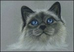 (image for) Bright Eyes Birman